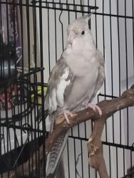Lost Female Bird last seen Melaleuca & Haverhill, Greenacres, FL 33463