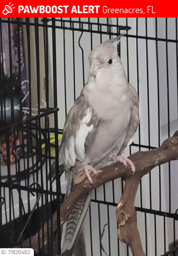 Lost Female Bird last seen Melaleuca & Haverhill, Greenacres, FL 33463