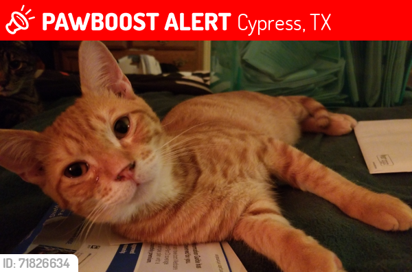 Lost Male Cat last seen Chriswood Dr and Kathy Lane, Cypress, TX 77429