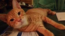 Lost Male Cat last seen Chriswood Dr and Kathy Lane, Cypress, TX 77429