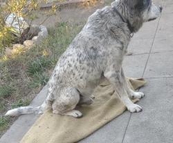 Lost Male Dog last seen 89th Ave and A Street, Oakland, CA 94621, Oakland, CA 94621