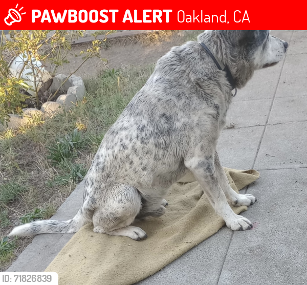 Lost Male Dog last seen 89th Ave and A Street, Oakland, CA 94621, Oakland, CA 94621