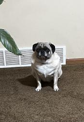Lost Male Dog last seen Parking Lot of Syracuse Pistol Club, Liverpool, NY 13090