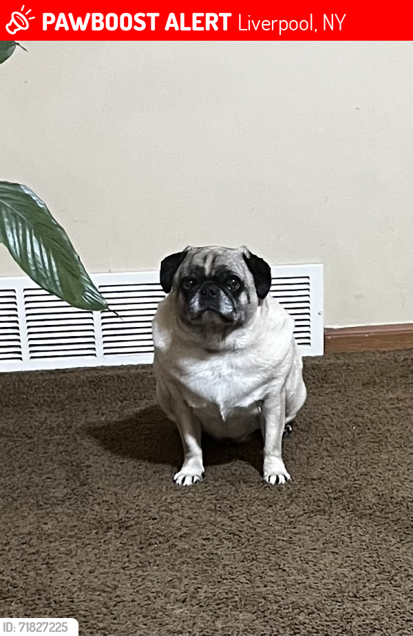 Lost Male Dog last seen Parking Lot of Syracuse Pistol Club, Liverpool, NY 13090