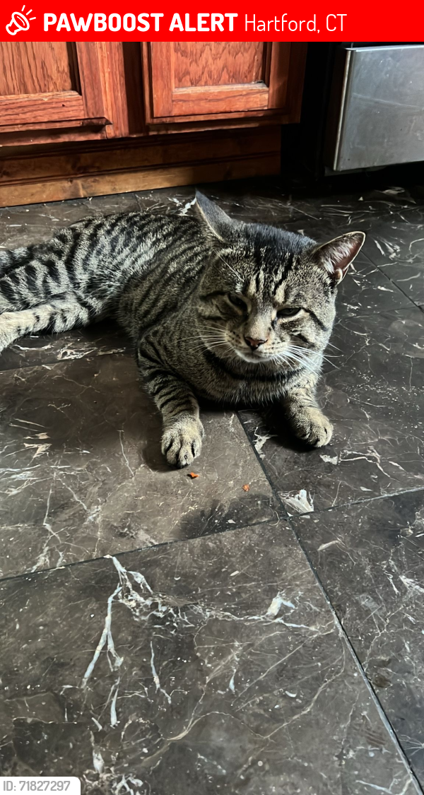 Lost Male Cat last seen New Britain Ave, Farmington Ave, Hartford Connecticut, Hartford, CT 06106