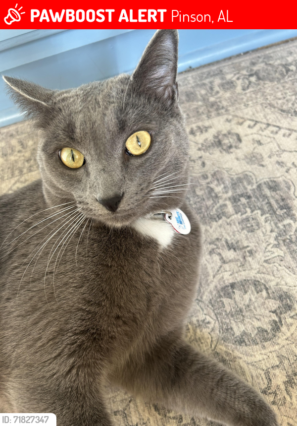Lost Male Cat last seen Tyler Loop Subdivision, Pinson, Pinson, AL 35126