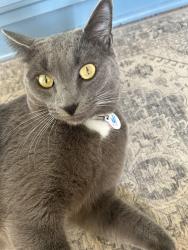 Lost Male Cat last seen Tyler Loop Subdivision, Pinson, Pinson, AL 35126