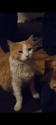 Lost Male Cat last seen Unser and ladera, Albuquerque, NM 87120