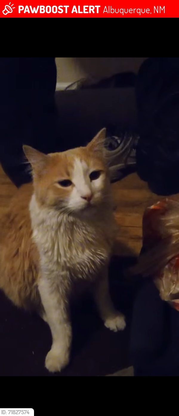 Lost Male Cat last seen Unser and ladera, Albuquerque, NM 87120