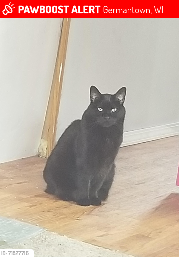 family cats　0101 ♡ Lost cats after 4th of July fire : r/Seattle