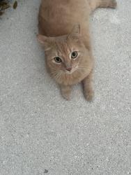 Lost Male Cat last seen Near SW 104 LN, Miami, FL 33196