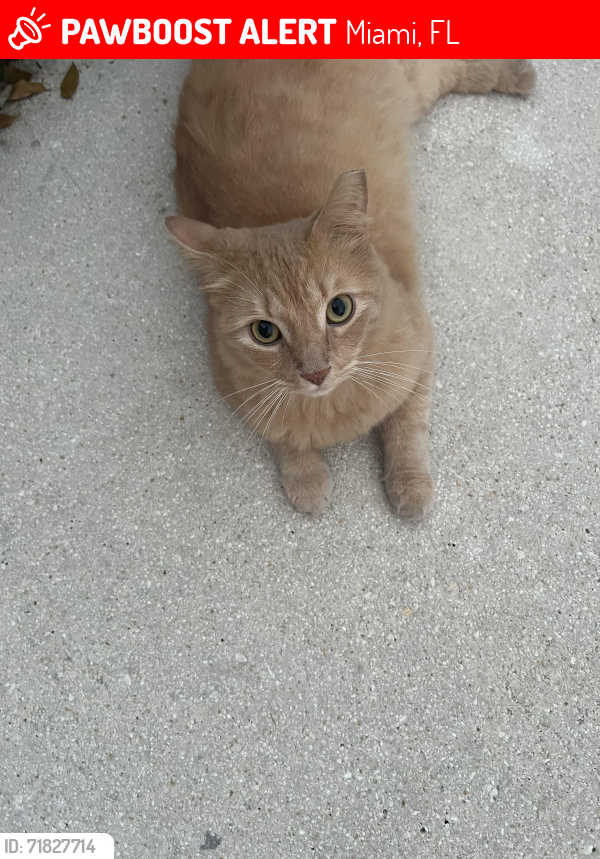 Lost Male Cat last seen Near SW 104 LN, Miami, FL 33196