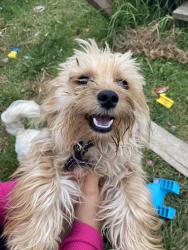 Lost Male Dog last seen walgreens on sanborn, Salinas, CA 93901