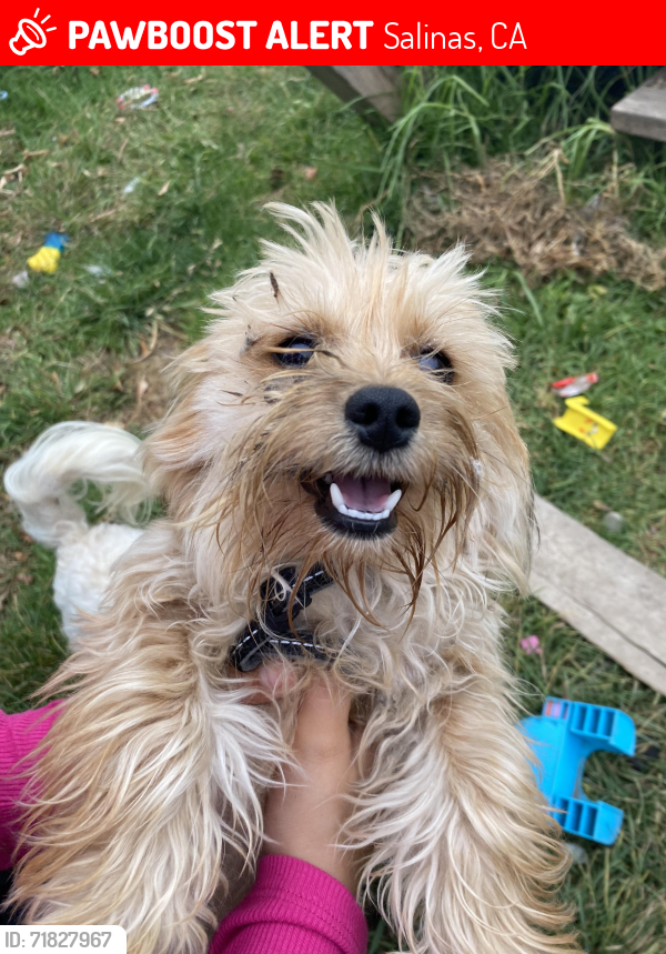 Lost Male Dog last seen walgreens on sanborn, Salinas, CA 93901