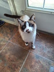 Lost Female Cat last seen Villenueve , St. Albert, AB T8N