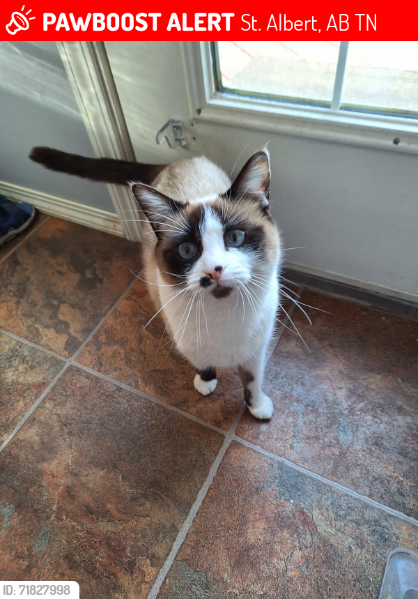 Lost Female Cat last seen Villenueve, St. Albert, AB T8N