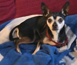 Lost Male Dog last seen (S Saint Paul Ave) E Reno & Post Rd, Midwest City, OK 73130