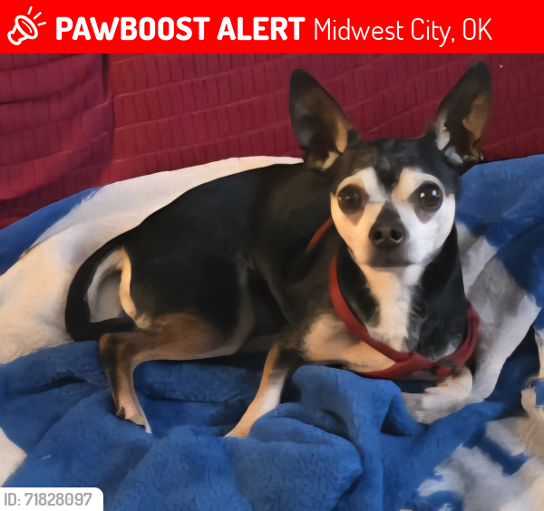 Lost Male Dog last seen (S Saint Paul Ave) E Reno & Post Rd, Midwest City, OK 73130