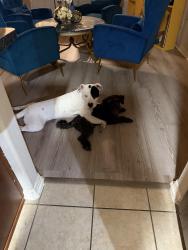Reunited Male Dog last seen Winstone Colony South, Harris County, TX 77449