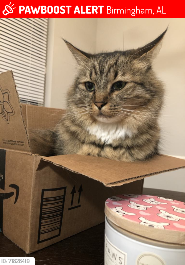 Lost Male Cat last seen Gaylon St. , Birmingham, AL 35235