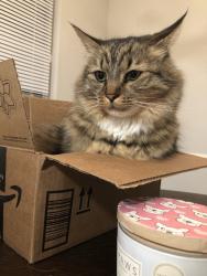 Lost Male Cat last seen Gaylon St. , Birmingham, AL 35235