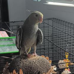 Lost Female Bird last seen 20th st west, palmdale, California , Palmdale, CA 93551