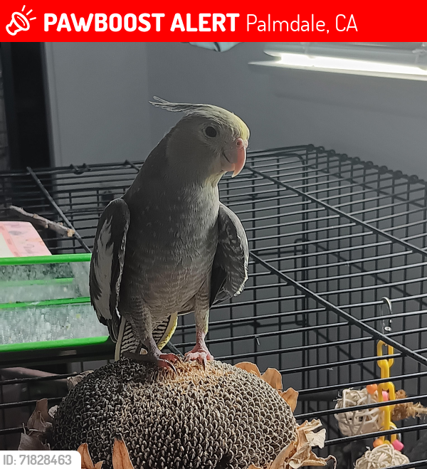 Lost Female Bird last seen 20th st west, palmdale, California , Palmdale, CA 93551