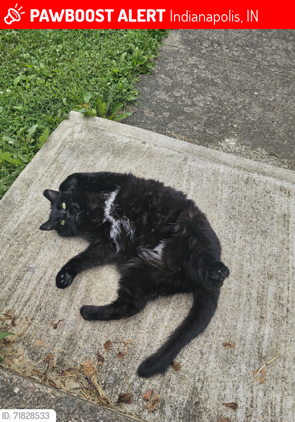 Lost Female Cat last seen Villa ave , Indianapolis, IN 46203