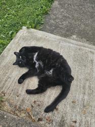 Lost Female Cat last seen Villa ave , Indianapolis, IN 46203