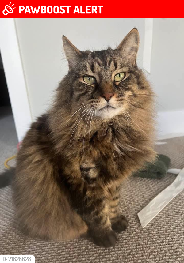 Lost Male Cat last seen Maple and Cameron Streets Collingwood, Collingwood, ON L9Y 2J3