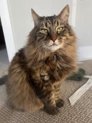 Lost Male Cat last seen Maple and Cameron Streets Collingwood, Collingwood, ON L9Y 2J3
