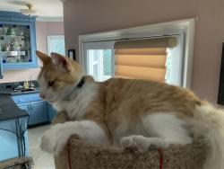Lost Male Cat last seen Willowbrae Ave and Chatsworth, Los Angeles, CA 91311