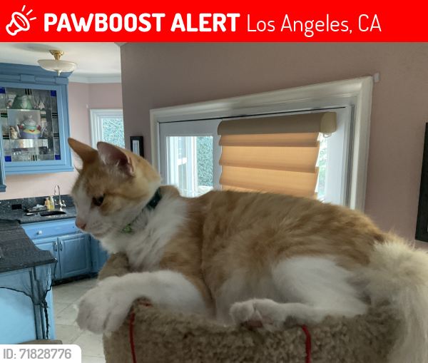 Lost Male Cat last seen Willowbrae Ave and Chatsworth, Los Angeles, CA 91311