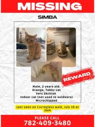 Lost Male Cat last seen Curraglass walk stittsville, Ottawa, ON K2S 3A4