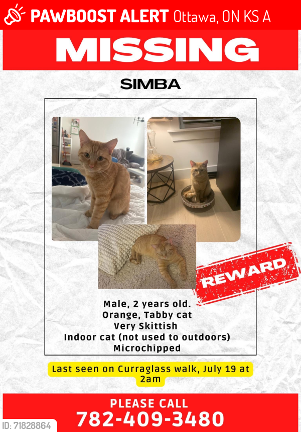 Lost Male Cat last seen Curraglass walk stittsville, Ottawa, ON K2S 3A4