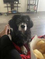 Lost Male Dog last seen Yukon & 102nd, Inglewood, CA 90303