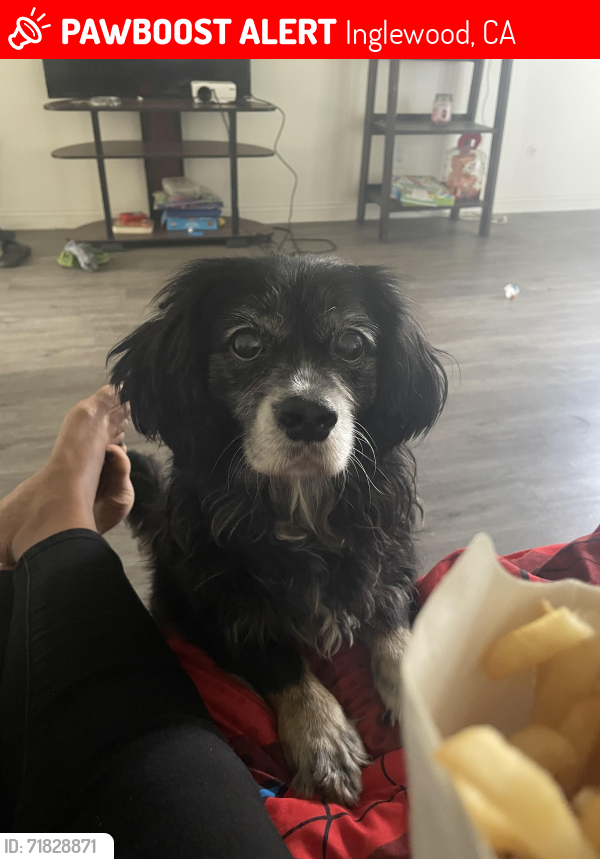 Lost Male Dog last seen Yukon & 102nd, Inglewood, CA 90303