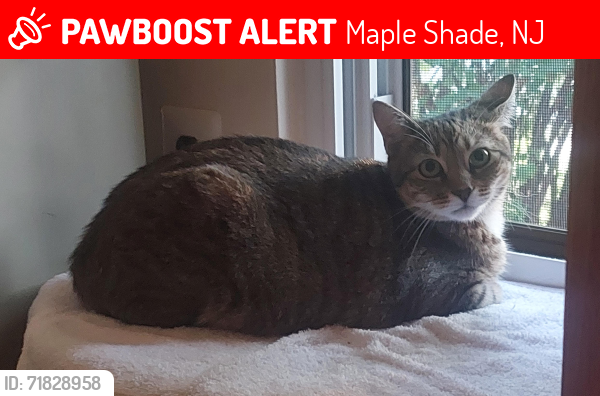 Lost Female Cat last seen Clusters of Lexton cndmnium Community, 25 South Church Road, Maple Shade, NJ, Maple Shade, NJ 08052