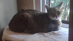 Lost Female Cat last seen Clusters of Lexton cndmnium Community, 25 South Church Road, Maple Shade, NJ, Maple Shade, NJ 08052