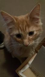 Lost Male Cat last seen windwood dr , Heber Springs, AR 72543