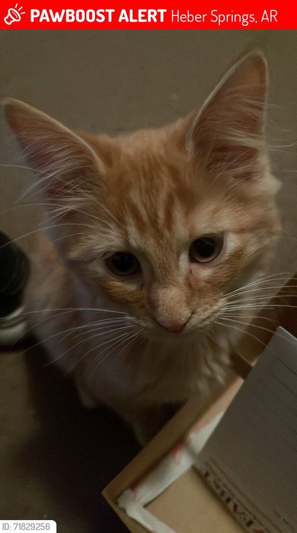 Lost Male Cat last seen windwood dr , Heber Springs, AR 72543