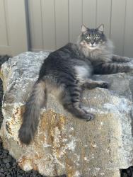 Lost Male Cat last seen Maple Hill subdivision , Caldwell, ID 83605