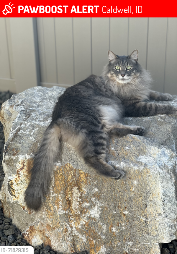 Lost Male Cat last seen Maple Hill subdivision , Caldwell, ID 83605