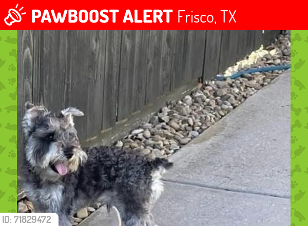 Lost Male Dog last seen Hillcrest / Eldorado , Frisco, TX 75035