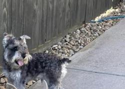 Lost Male Dog last seen Hillcrest / Eldorado , Frisco, TX 75035