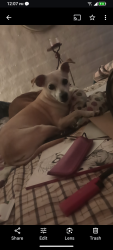 Lost Female Dog last seen Stone , Tucson, AZ 85705