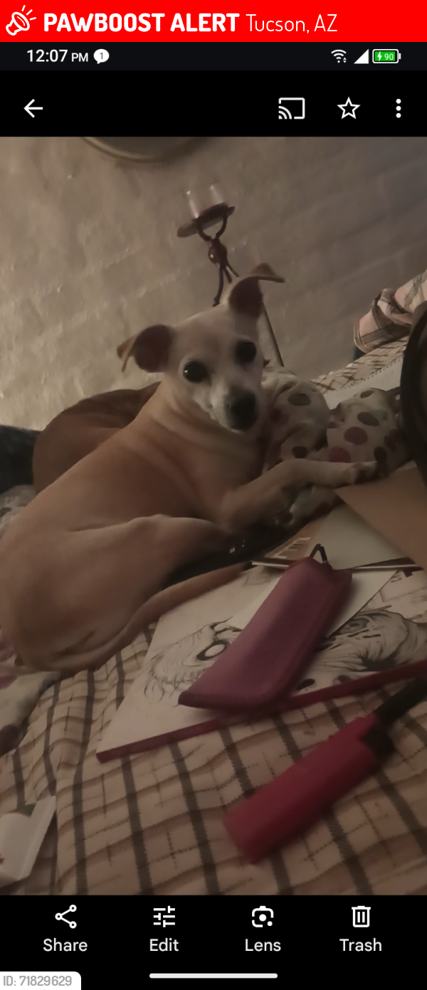 Lost Female Dog last seen Stone , Tucson, AZ 85705