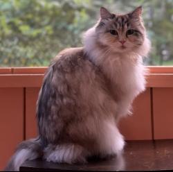 Lost Female Cat last seen Oakridge, Hudson QC, Hudson, QC J0P 1H0