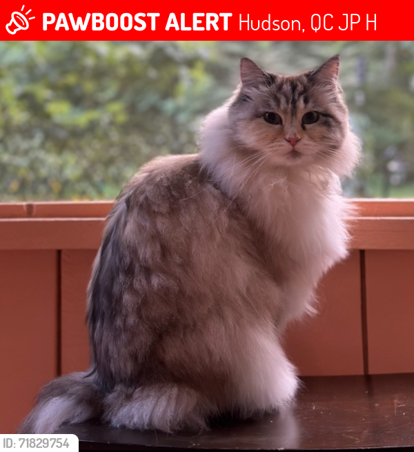 Lost Female Cat last seen Oakridge, Hudson QC, Hudson, QC J0P 1H0