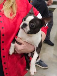 Lost Female Dog last seen Hwy. 16, Bristow, OK, Bristow, OK 74010